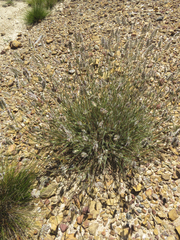 Tribolium brachystachyum