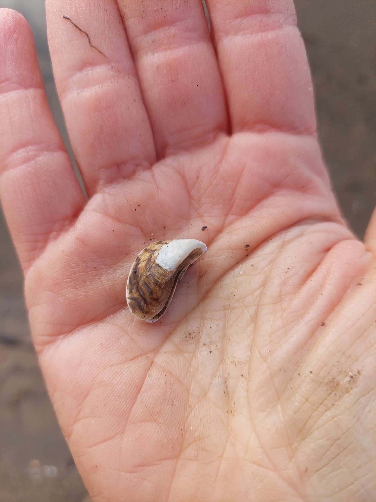 Zebra mussel (Dreissena polymorpha (Pallas, 1771))