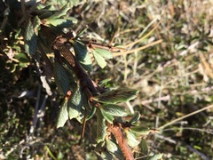 Ceanothus roderickii