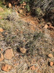 Ceanothus roderickii