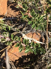 Ceanothus roderickii