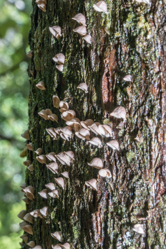 Calyptella totara