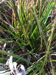Carex xerophila
