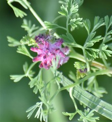 Fumaria densiflora