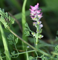 Fumaria densiflora
