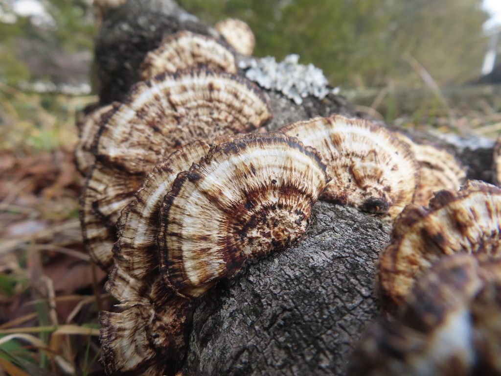 Daedaleopsis confragosa tricolor · January 2026 · photo: © timur_kalininsky (iNaturalist, cc-by)