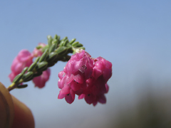 Erica tegulifolia