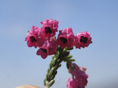 Erica tegulifolia