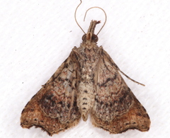 Philogethes metableta