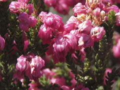 Erica tegulifolia