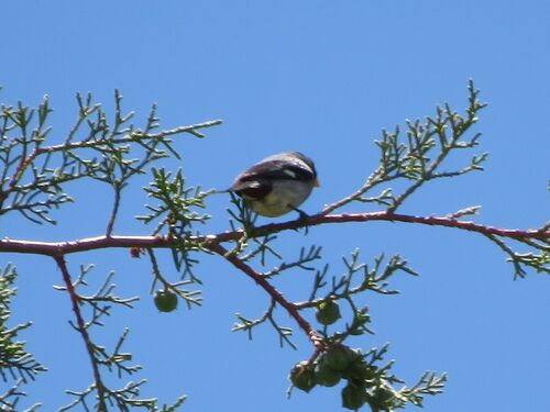 Band-tailed Seedeater (Catamenia analis), photo 2