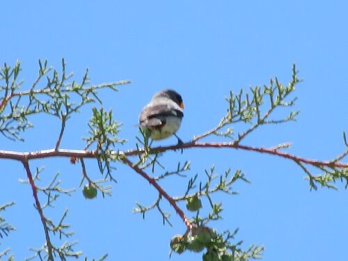 Band-tailed Seedeater (Catamenia analis)