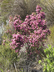 Erica tegulifolia