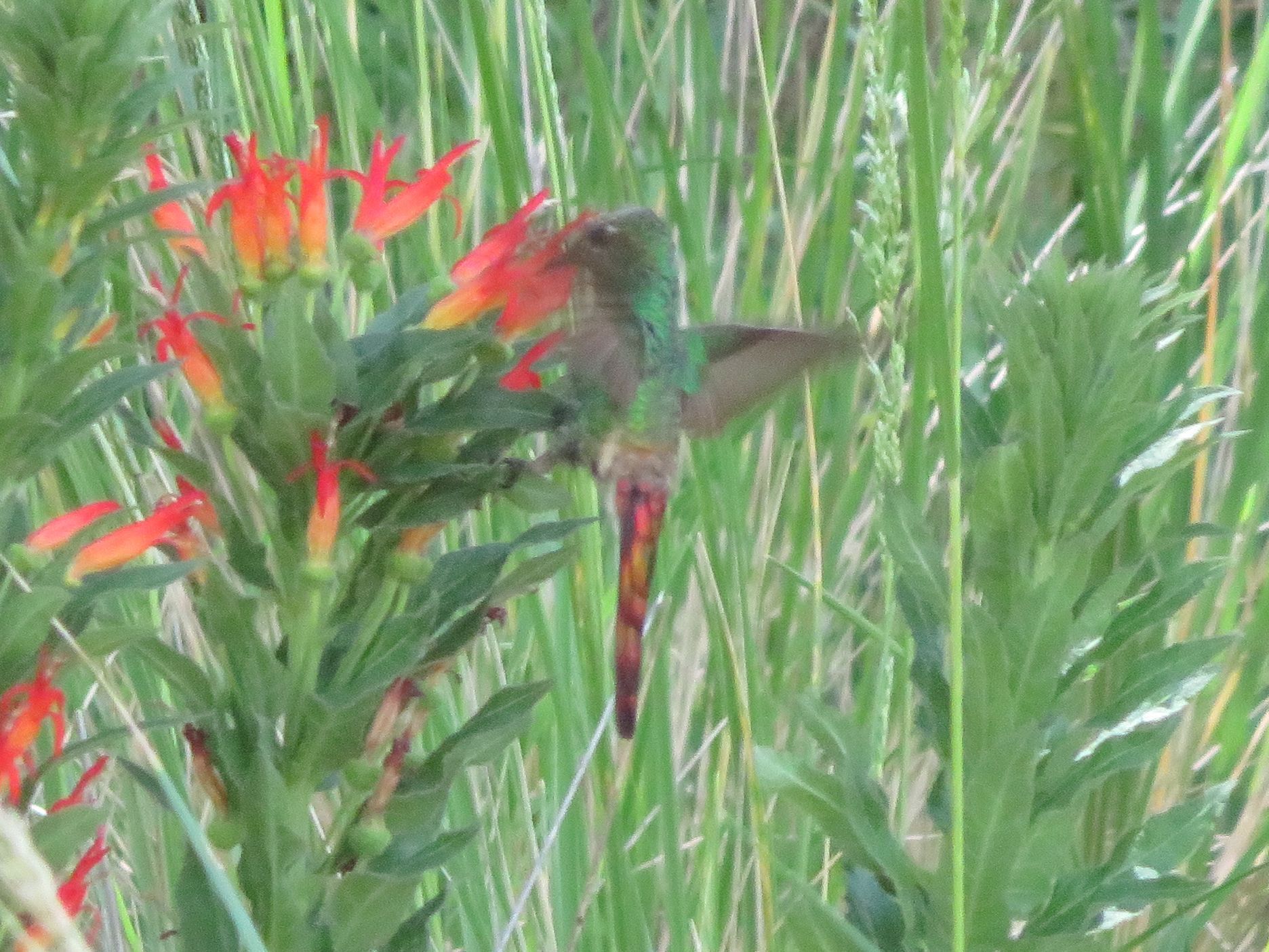 Red-tailed Comet (Sappho sparganurus), photo 1