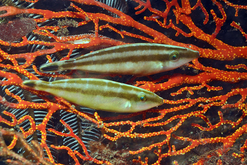 Leatherjacket (Pseudalutarius nasicornis) — Monacanthidae