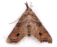 Philogethes metableta