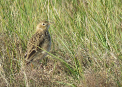 Anthus spragueii