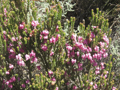 Erica tegulifolia