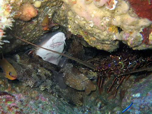 Colclough's shark (Brachaelurus colcloughi) — Brachaeluridae — 5