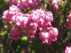 Erica tegulifolia