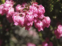 Erica tegulifolia