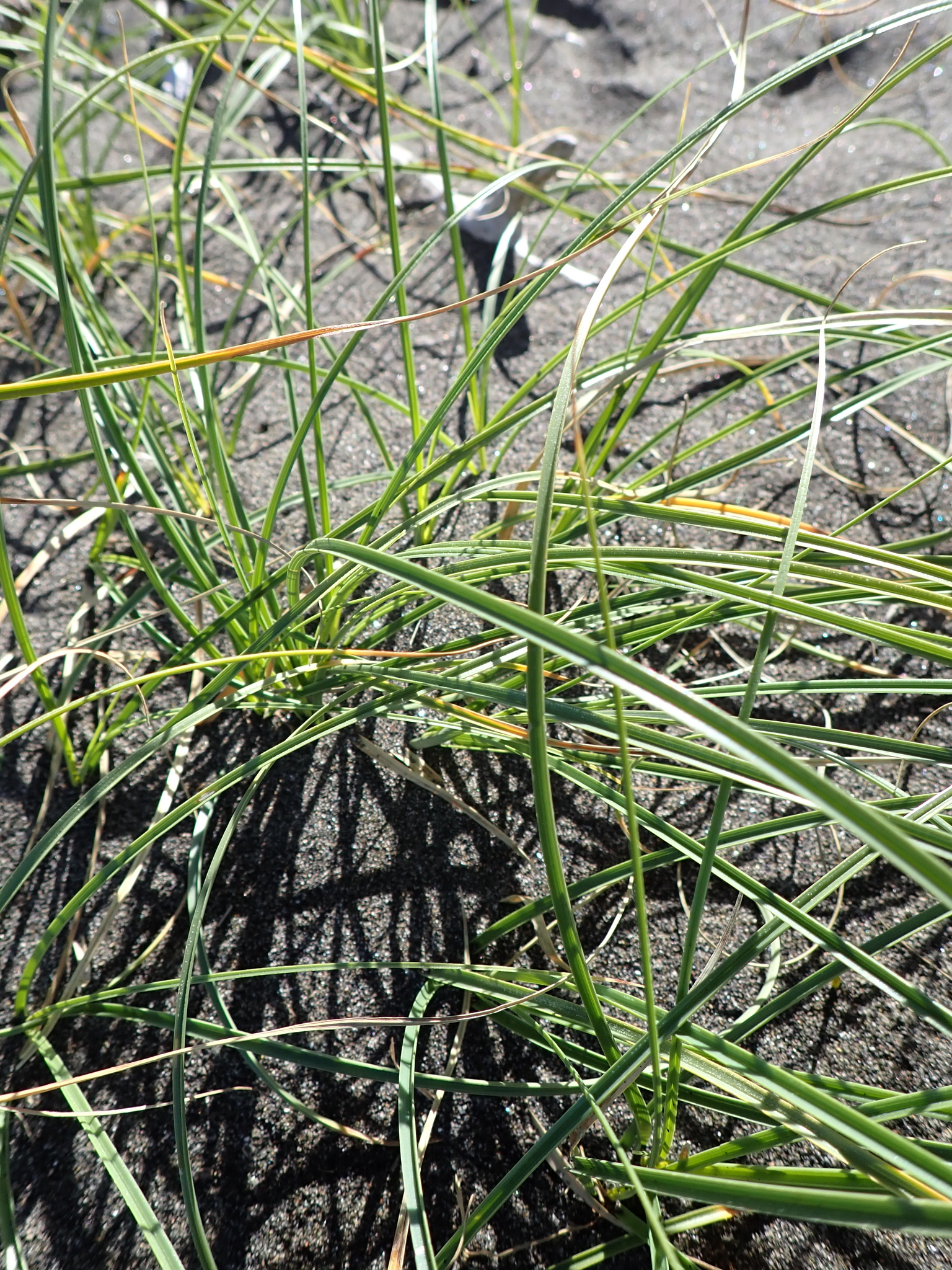Imagem de Carex pumila