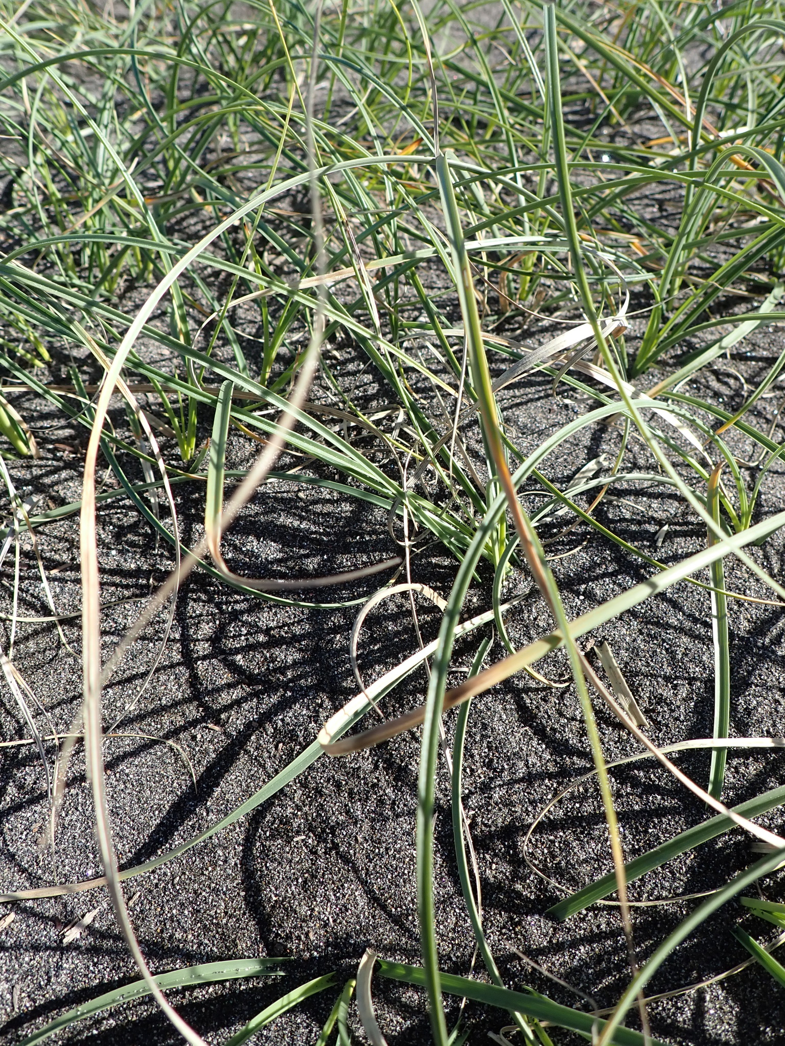 Imagem de Carex pumila
