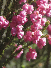Erica tegulifolia