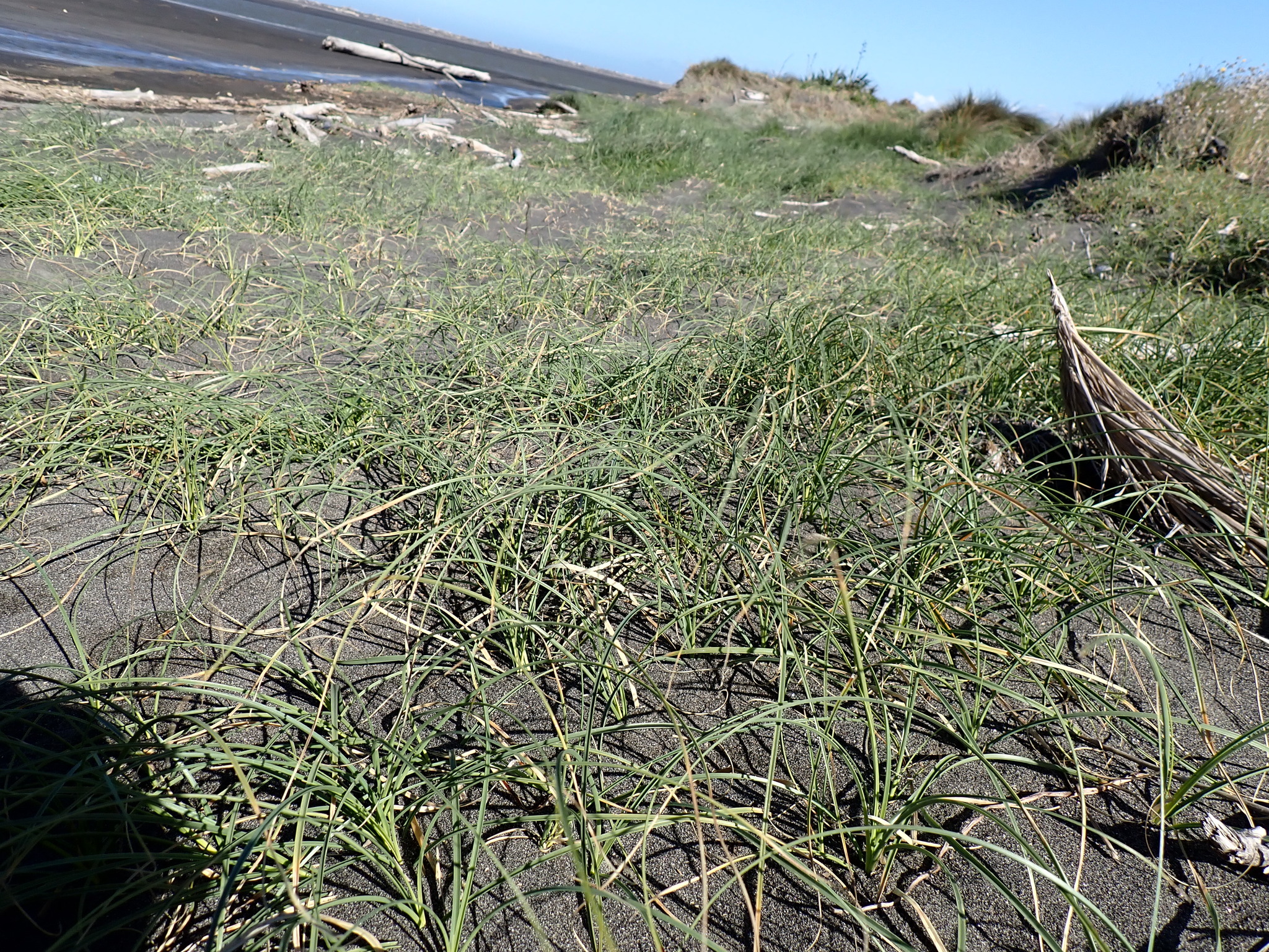 Imagem de Carex pumila