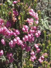 Erica tegulifolia