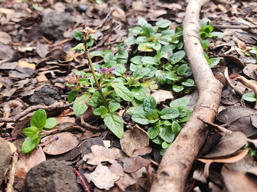Prunella vulgaris observed 2026-01-19