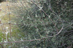 Olearia lineata