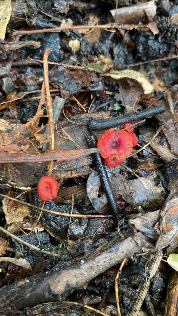 Cruentomycena viscidocruenta · January 2026 · photo: © jack12347 (iNaturalist, cc0)