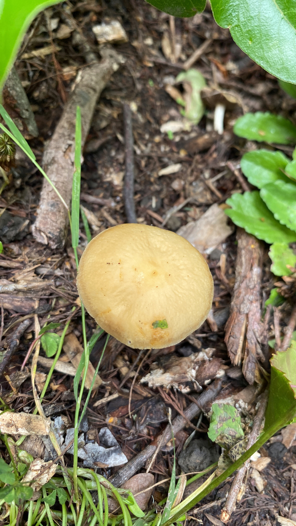 Agrocybe putaminum · January 2026 · photo: © jack12347 (iNaturalist, cc0)