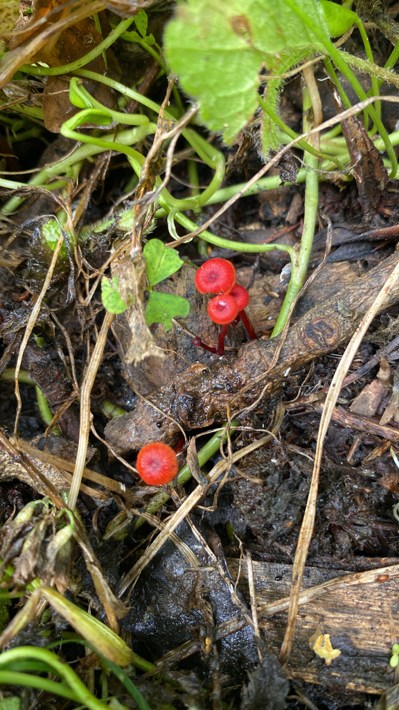 Cruentomycena viscidocruenta · January 2026 · photo: © jack12347 (iNaturalist, cc0)