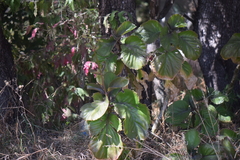 Kalanchoe carnea