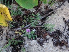 Tephrosia cinerea