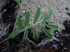 Tephrosia cinerea