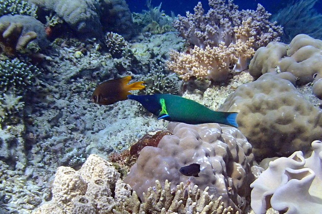Bird wrasse (Gomphosus varius)