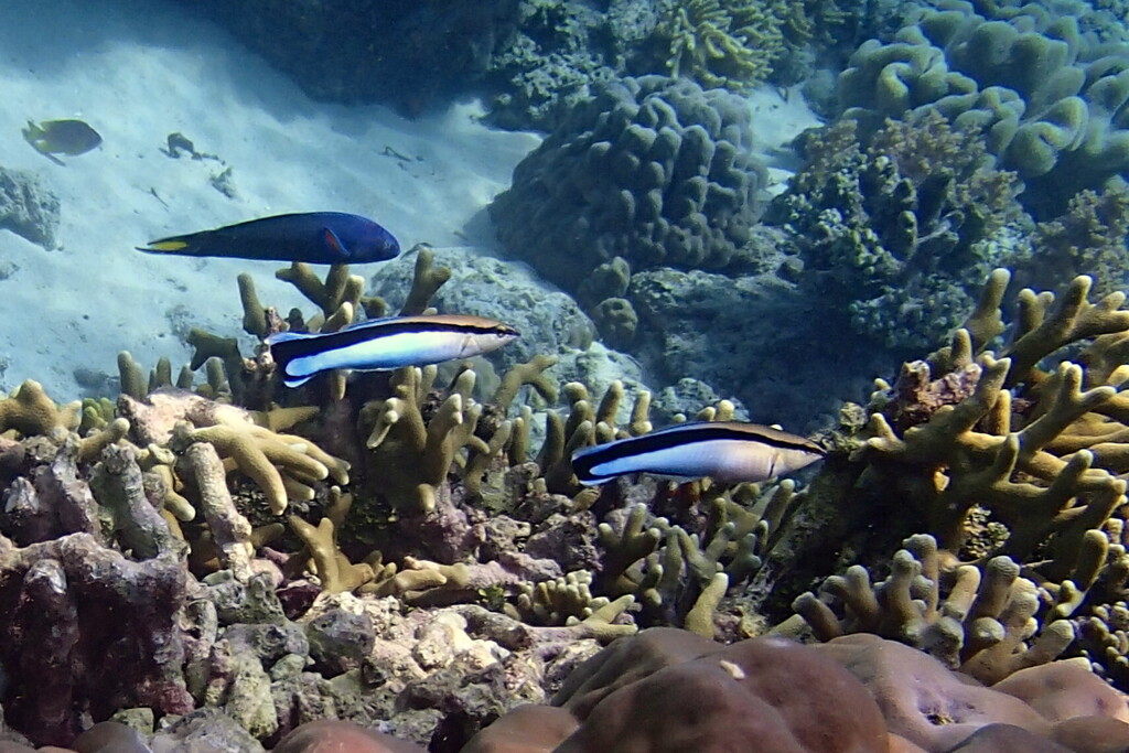 Blue diesel wrasse (Labroides dimidiatus)