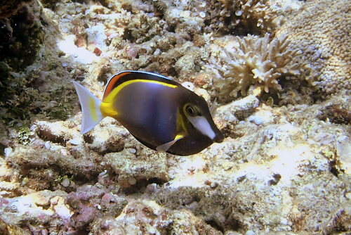 Acanthurus japonicus