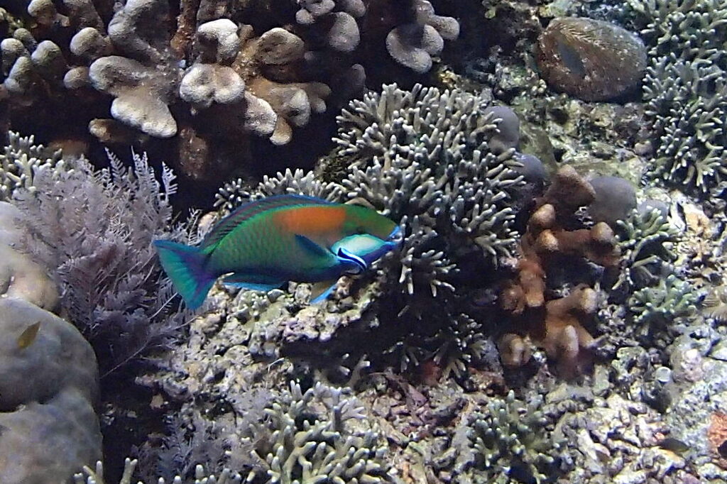 Bleeker's parrotfish (Chlorurus bleekeri)