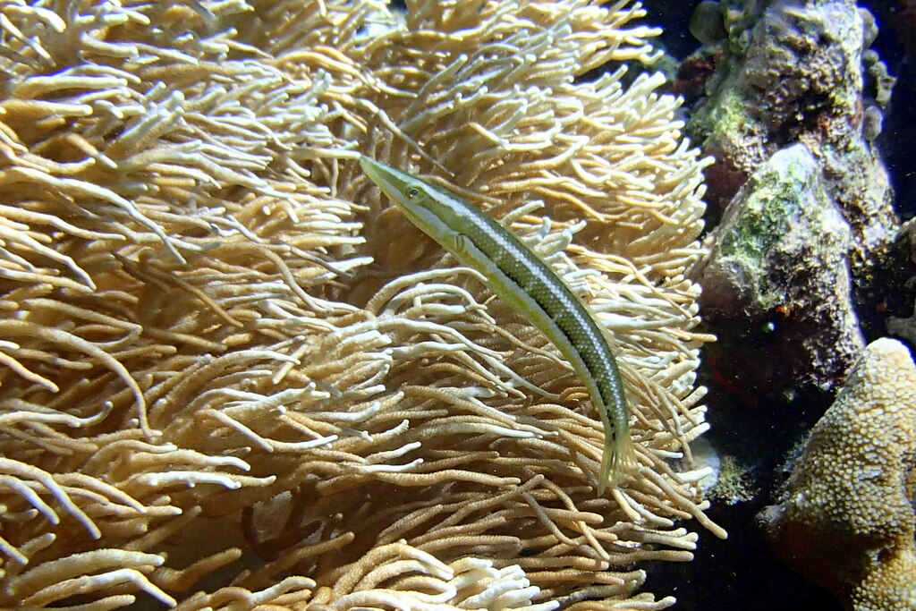 Cigar wrasse (Cheilio inermis)