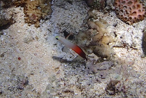 Nemateleotris magnifica