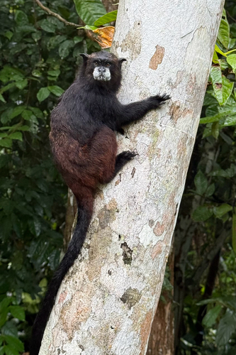 Black-mantled Tamarin