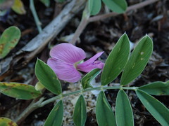Tephrosia cinerea