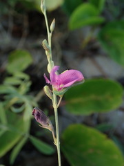 Tephrosia cinerea