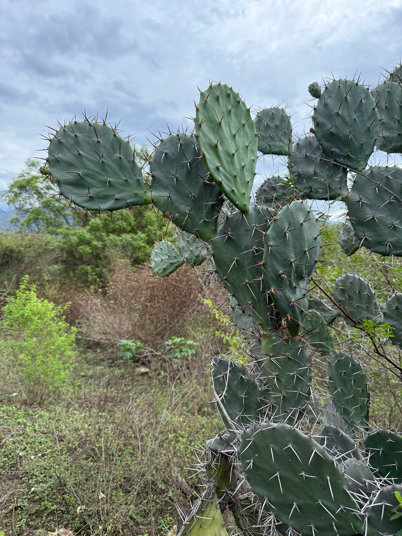 Prickly pear