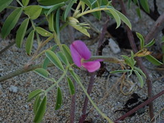 Tephrosia cinerea