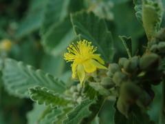 Corchorus hirsutus
